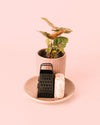 Ambientador Sostenible Rosa con Mini Planta - Pur Plant