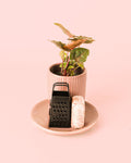 Ambientador Sostenible Rosa con Mini Planta