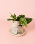 Ambientador Sostenible Verde con Mini Planta