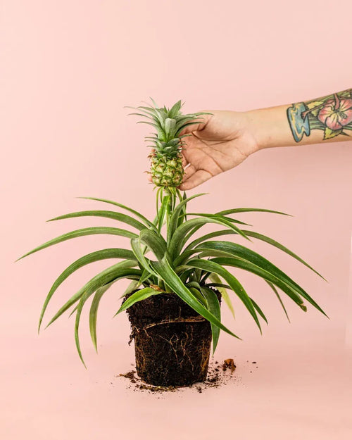 Ananas Planta de la Piña M - Pur Plant