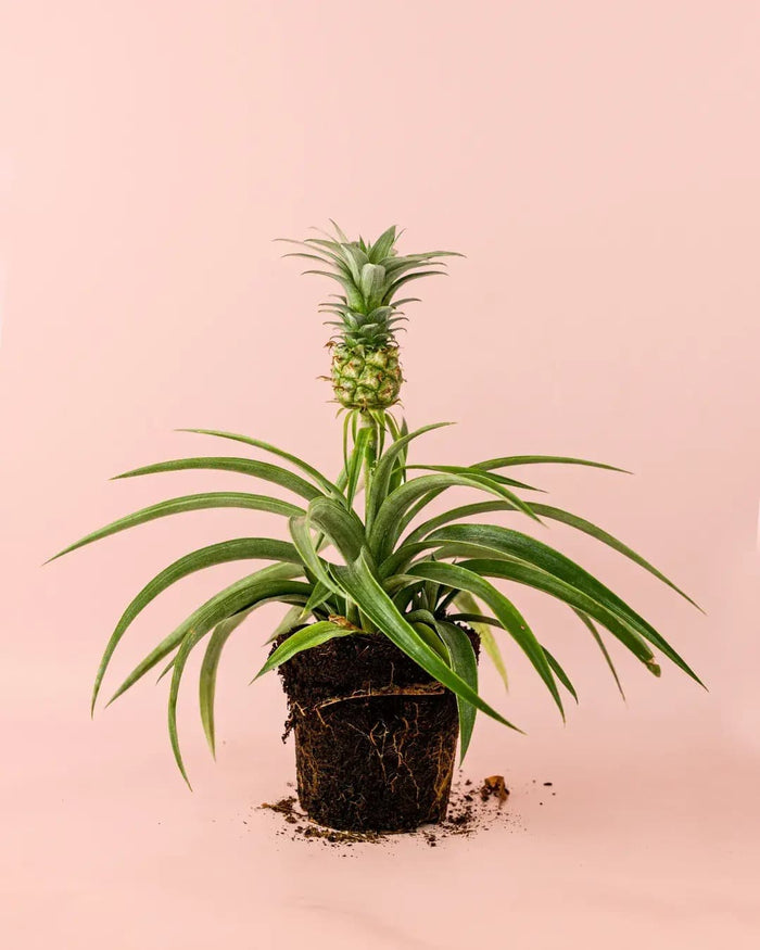 Cómo Y Cuándo Plantar Una Piña – Pur Plant