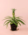 Ananas Planta de la Piña M - Pur Plant