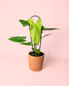Anthurium Balaoanum M - Pur Plant