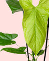 Anthurium Balaoanum M - Pur Plant