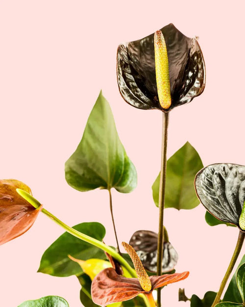 Anthurium Black Love Mini - Pur Plant