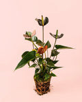 Anthurium Black Love Mini