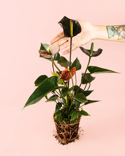 Anthurium Black Love Mini - Pur Plant