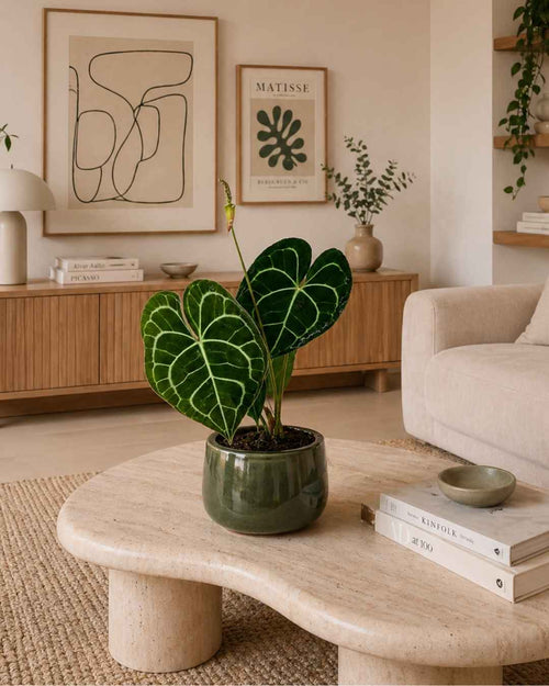 Anthurium Clarinervium M - Pur Plant