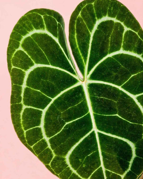 Anthurium Clarinervium M - Pur Plant