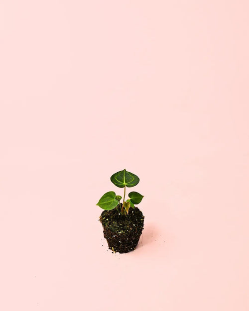 Anthurium Clarinervium Mini - Pur Plant