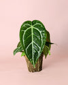 Anthurium Crystallinum M - Pur Plant