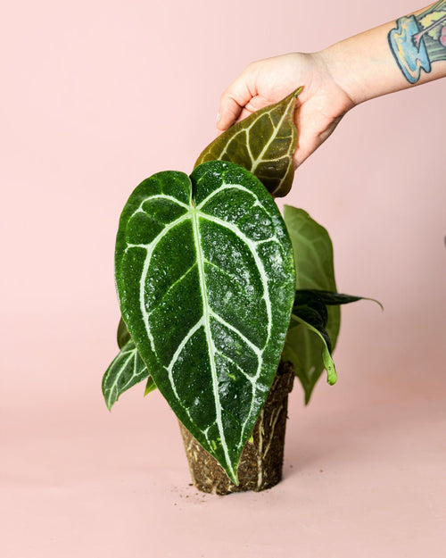 Anthurium Crystallinum M - Pur Plant