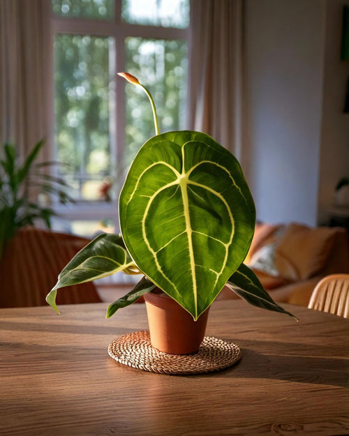 Anthurium Forgetii M - Pur Plant
