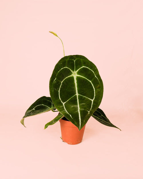 Anthurium Forgetii M - Pur Plant
