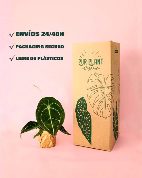 Anthurium Forgetii M - Pur Plant