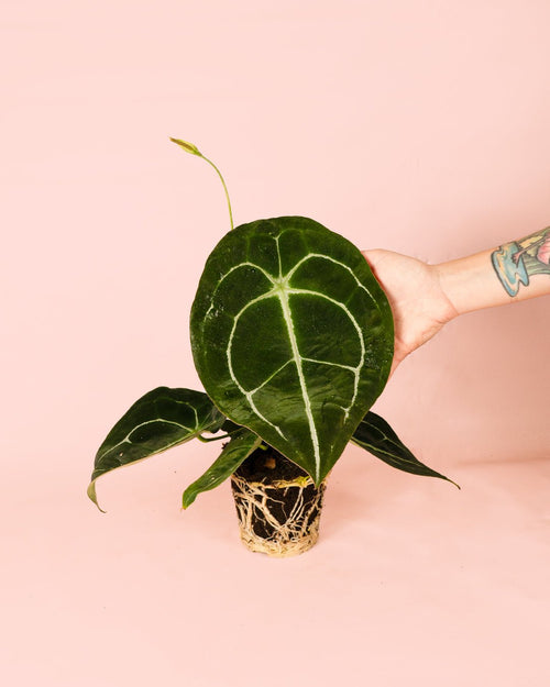 Anthurium Forgetii M - Pur Plant