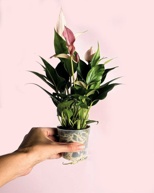 Anthurium Lilly Pink Mini - Pur Plant