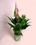 Anthurium Lilly Pink Mini