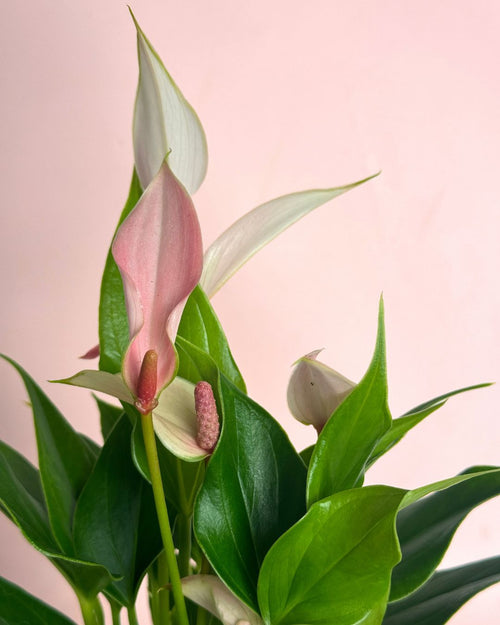 Anthurium Lilly Pink Mini - Pur Plant