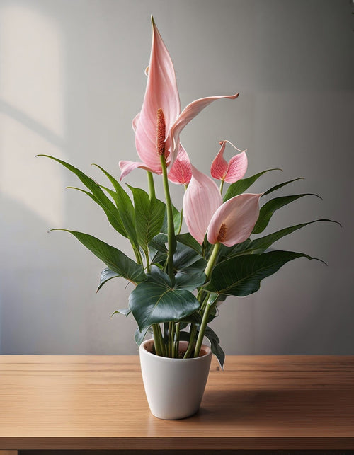 Anthurium Lilly Pink Mini - Pur Plant