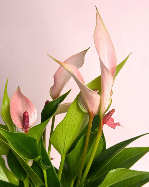 Anthurium Lilly Pink Mini - Pur Plant