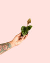 Anthurium Luxurians Mini - Pur Plant
