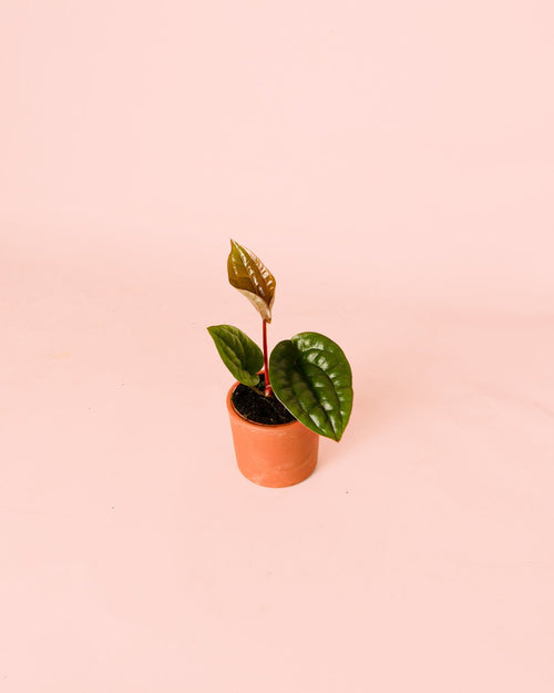 Anthurium Luxurians Mini - Pur Plant