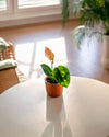 Anthurium Luxurians Mini - Pur Plant