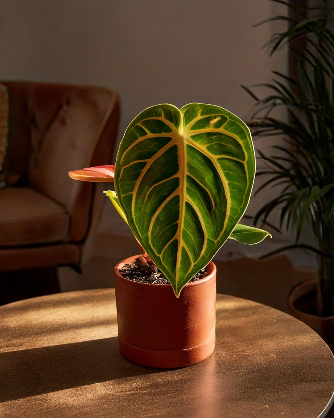 Anthurium Magnificum M - Pur Plant
