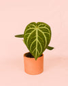 Anthurium Magnificum M - Pur Plant