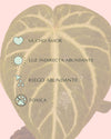 Anthurium Magnificum M - Pur Plant
