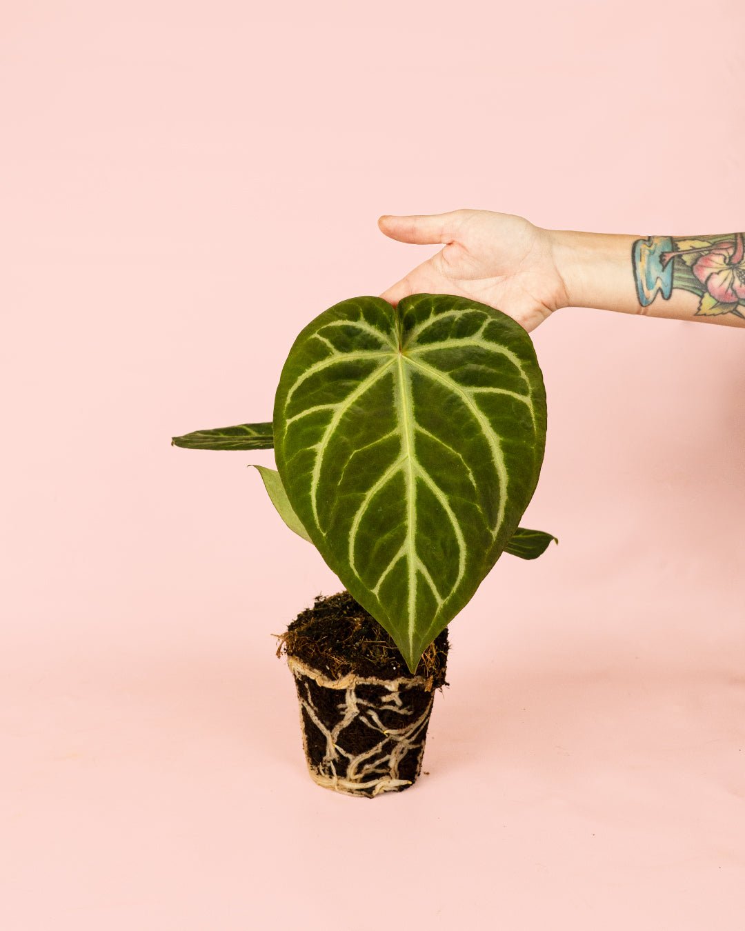 Anthurium Magnificum M - Pur Plant