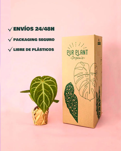 Anthurium Magnificum M - Pur Plant