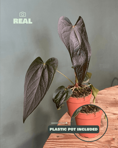 Anthurium Queen of Hearts M - Pur Plant