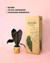 Anthurium Queen of Hearts M - Pur Plant