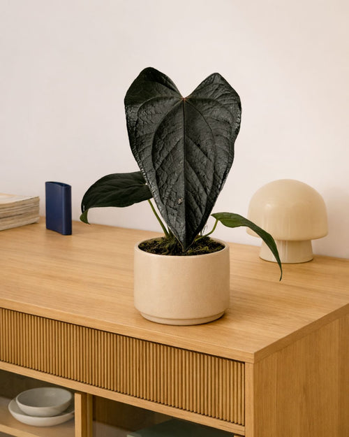 Anthurium Queen of Hearts M - Pur Plant