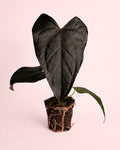 Anthurium Queen of Hearts M