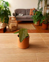 Anthurium Queen of Hearts Mini - Pur Plant