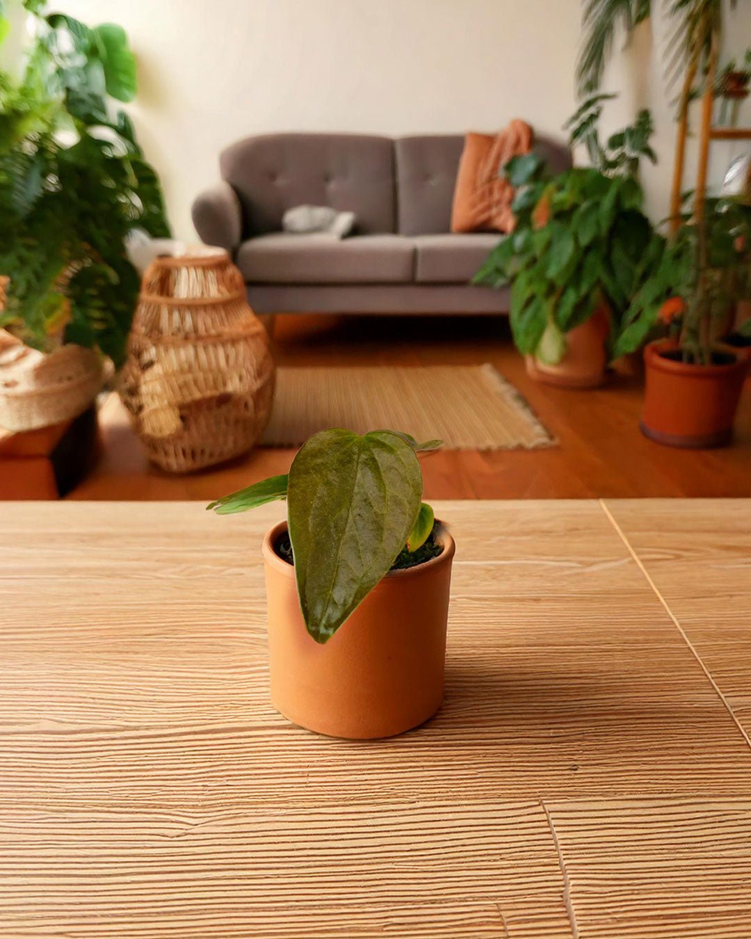 Anthurium Queen of Hearts Mini - Pur Plant