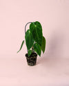 Anthurium Queremalense M - Pur Plant