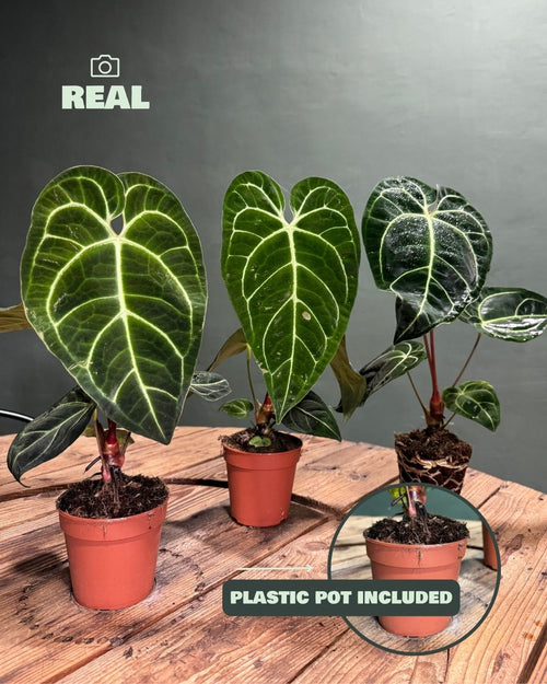 Anthurium Regale M - Pur Plant