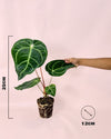 Anthurium Regale M - Pur Plant