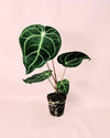 Anthurium Regale M - Pur Plant