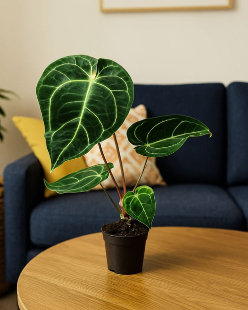 Anthurium Regale M - Pur Plant