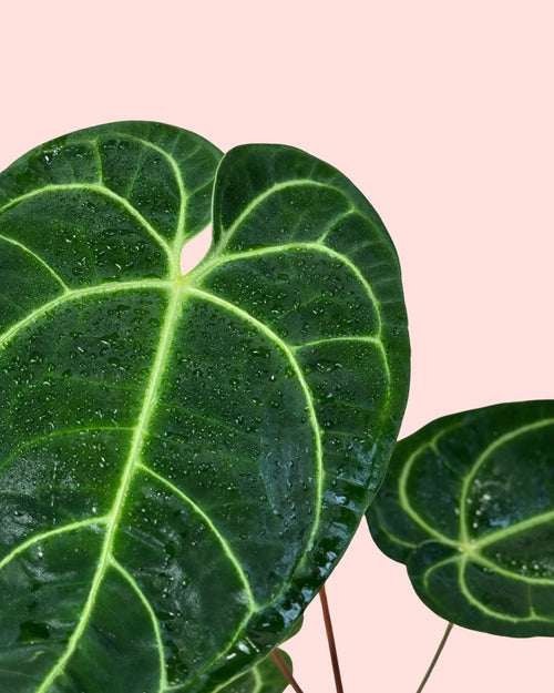 Anthurium Regale M - Pur Plant