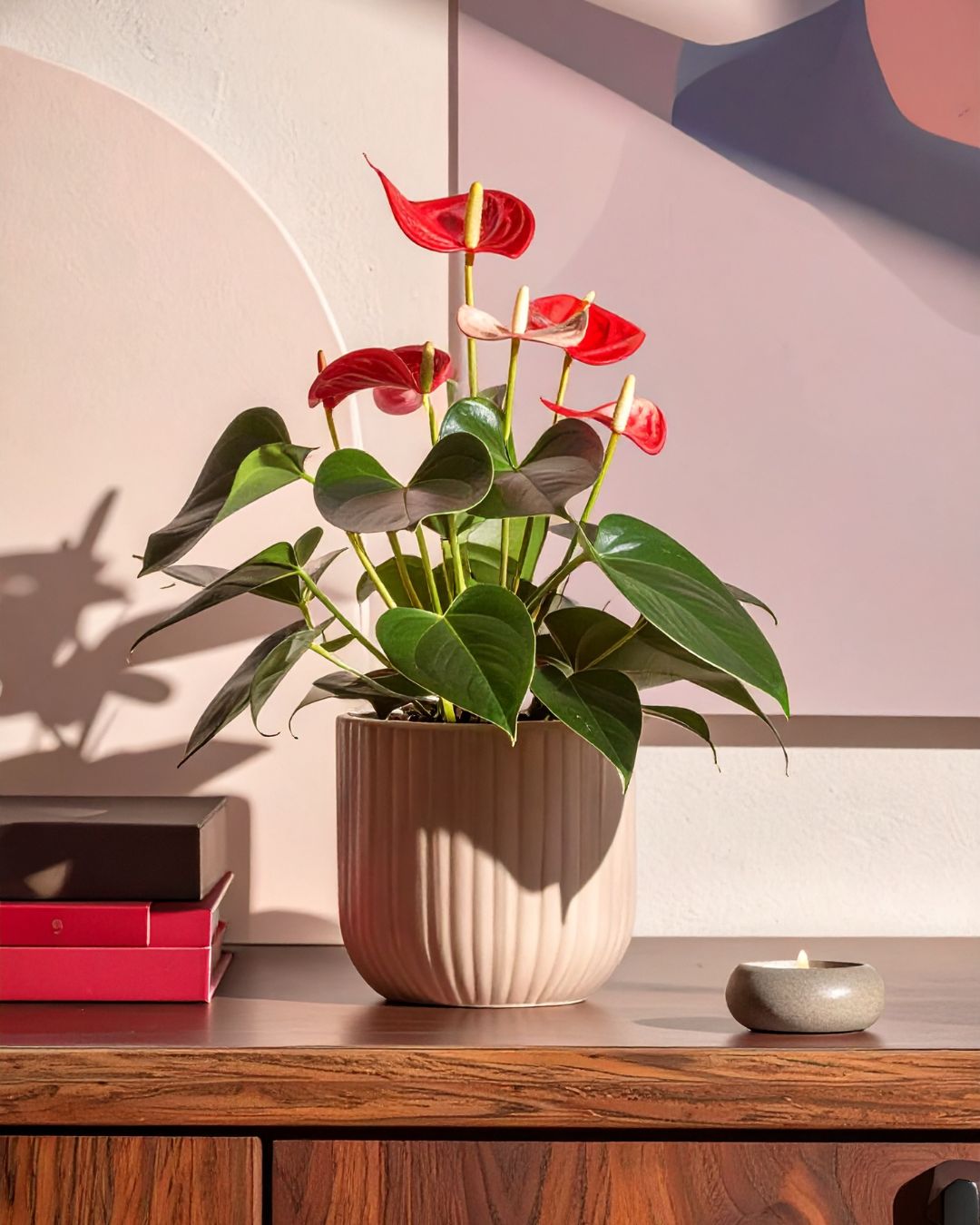 anthurium rojo en maceta salon