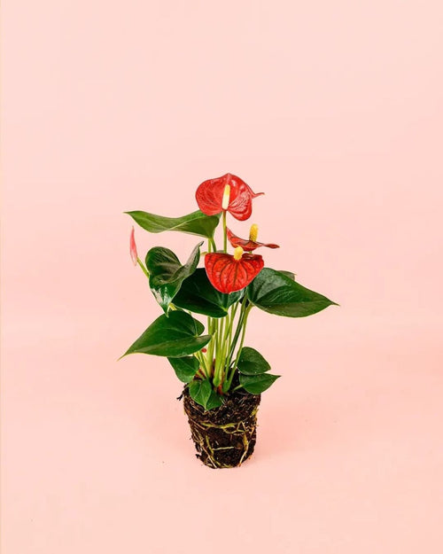 Anthurium Rojo M - Pur Plant