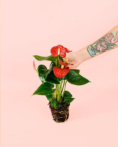 Anthurium Rojo M - Pur Plant