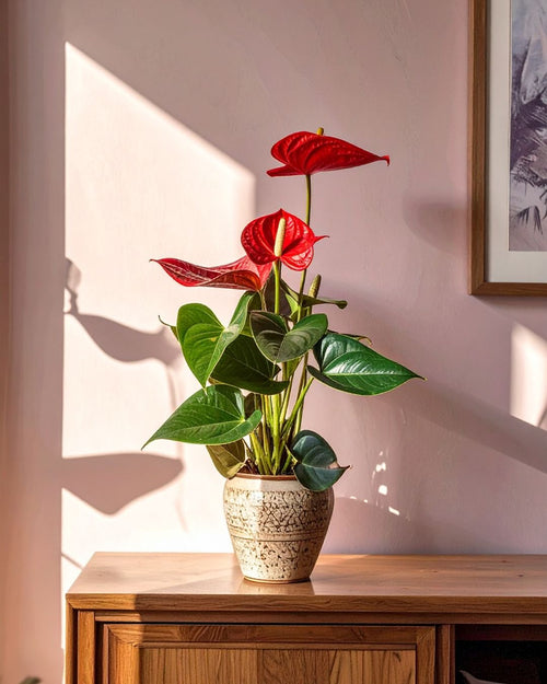 Anthurium Rojo M - Pur Plant