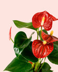 Anthurium Rojo M